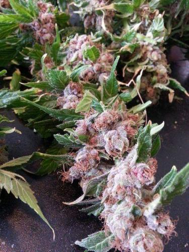 22:37:56 GMT-0800 (PST)