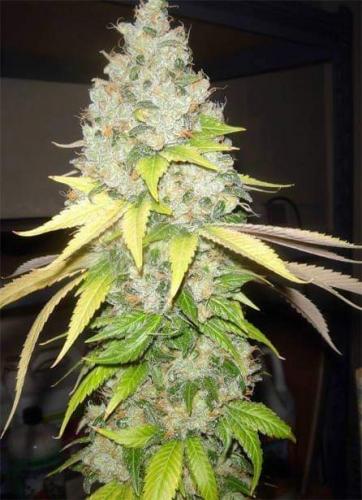 22:37:56 GMT-0800 (PST)