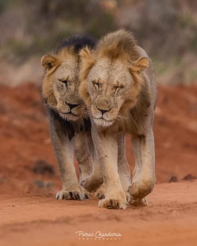 131072748_213212450360549_5924408162177751578_n