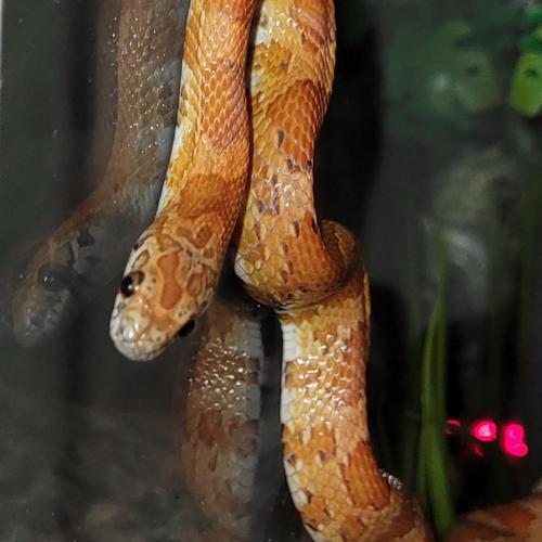 20:55:45 GMT-0500 (EST)