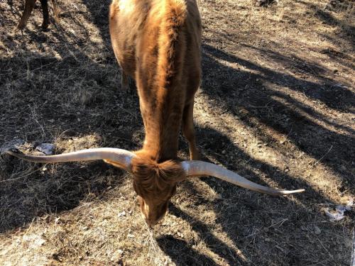 Blondie's horns