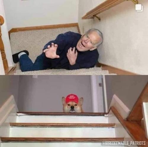 Biden down stairs dog