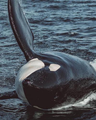 130873444_228049362093297_6546799890901361983_o