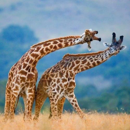 tumblr_6fedd4e6ff5fd83d604288778e2f0da8_b67dc11d_1280