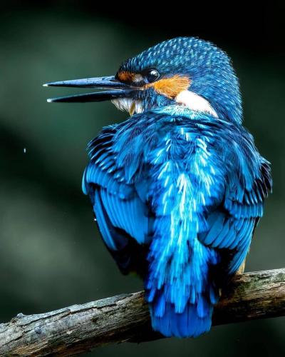 127762091_1109581989481648_2595108135437454785_o