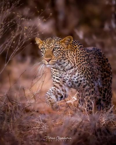 131236695_213962020285592_4073894354436269126_n