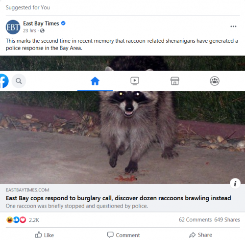 brawling raccoons