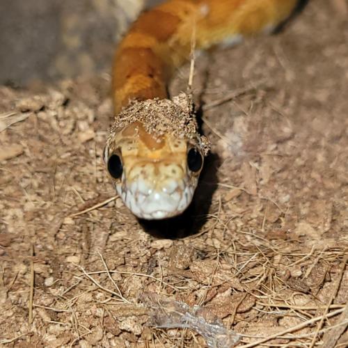 15:42:43 GMT-0500 (EST)