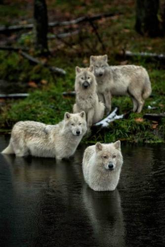 13083128_10204561346873826_4887389320199883668_n