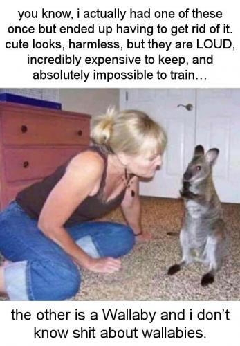 wallaby01
