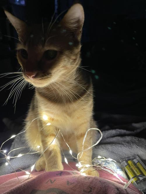 00:08:17 GMT-0600 (CST).image