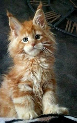 19:35:24 GMT-0600 (CST)