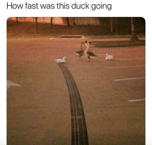 Duck