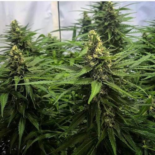 22:37:56 GMT-0800 (PST)