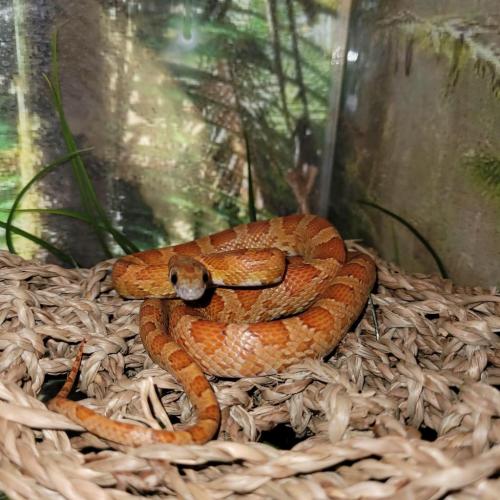 15:43:15 GMT-0500 (EST)