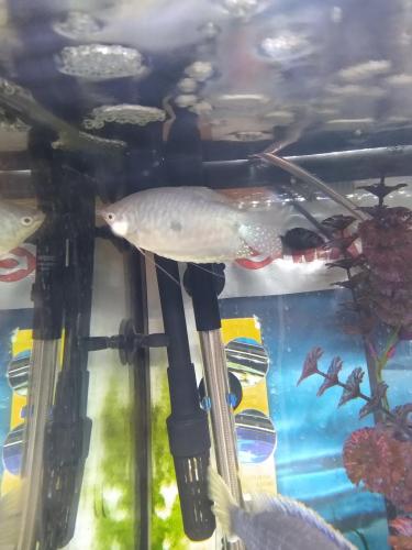 05:20:20 GMT-0600 (CST)