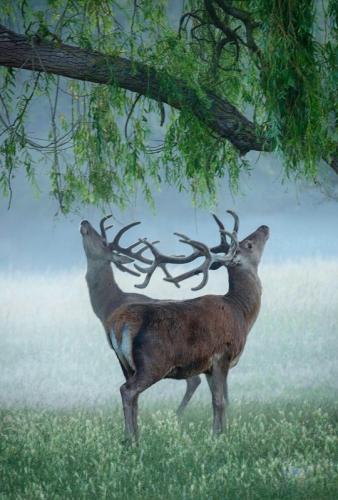 tumblr_e970192084a58de8872ee190a9f2c011_9f696eb9_540