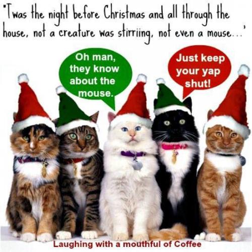 XMAS CATS