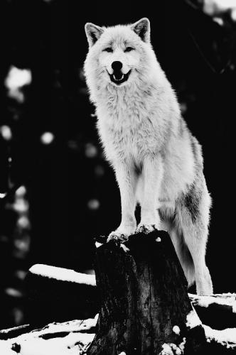 tumblr_7346242d03066ee6821ff71a270e617e_6fa99876_500