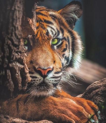 tumblr_2a5fa6324f77a45db34fa4b93ff3d6c1_4eb8fd5c_640