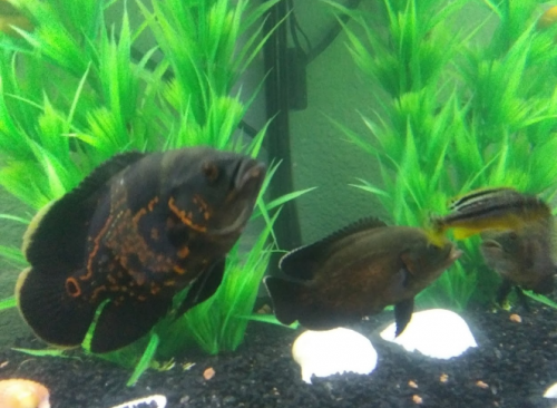 05:30:24 GMT-0600 (CST)