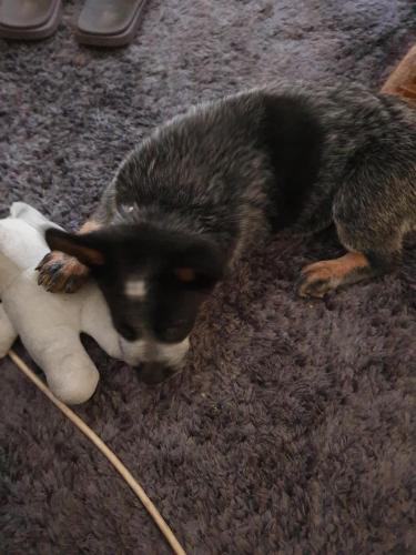 11:42:34 GMT+1100 (AEDT)