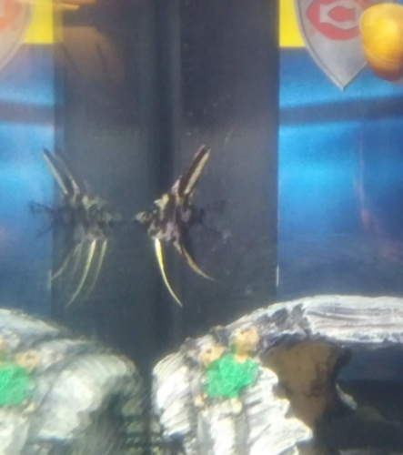 05:16:23 GMT-0600 (CST)