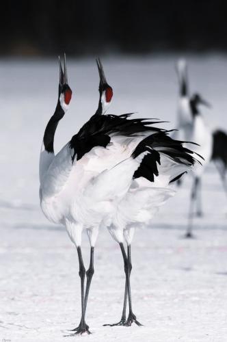 tumblr_n0loydBoD81ri6x74o1_640