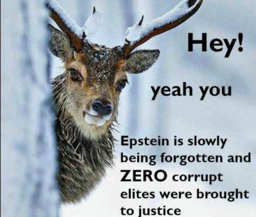 QVZjVUZEQnRWenNCc1U3Rg