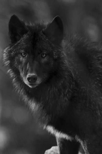 tumblr_oubtg2aF5b1w4zs5no1_500