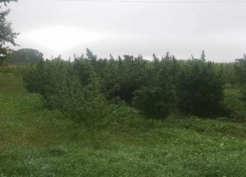 12:05:49 GMT-0600 (CST)