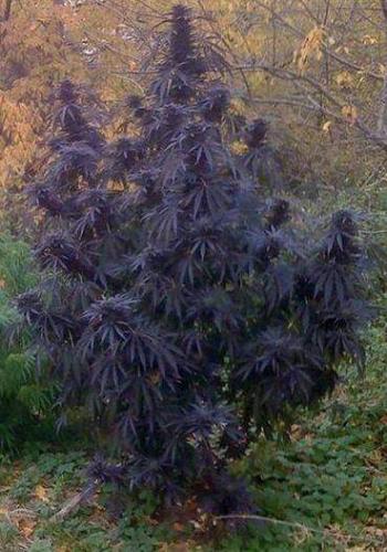 16:26:09 GMT-0800 (PST)