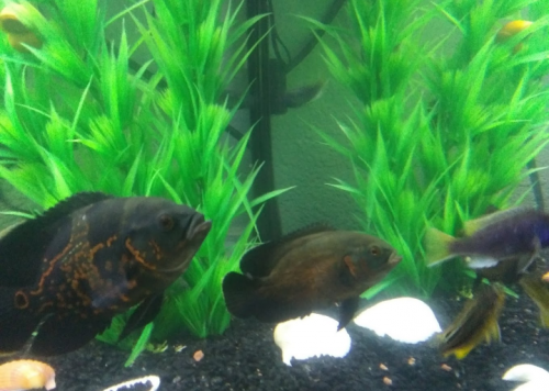 05:30:24 GMT-0600 (CST)