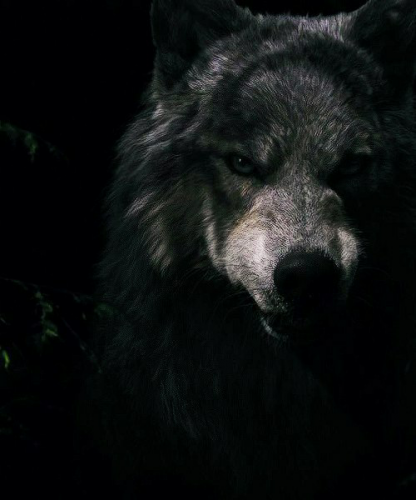 tumblr_olyercEqVO1vk161ho1_500