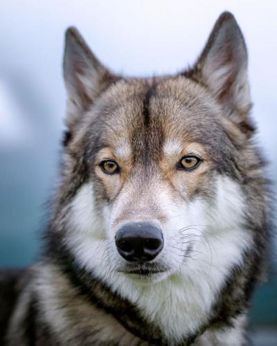 132189784_222500572777310_1710225659659768499_o