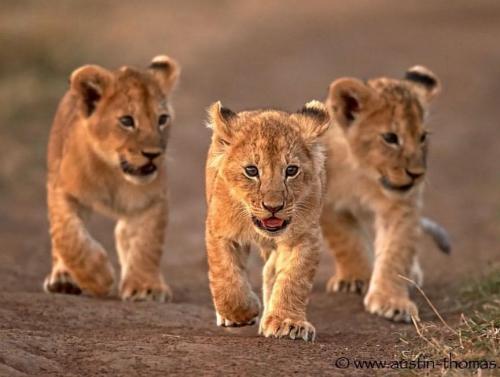 tumblr_0e87029dd1adf9433b96ca8d97138c34_4185bf42_1280