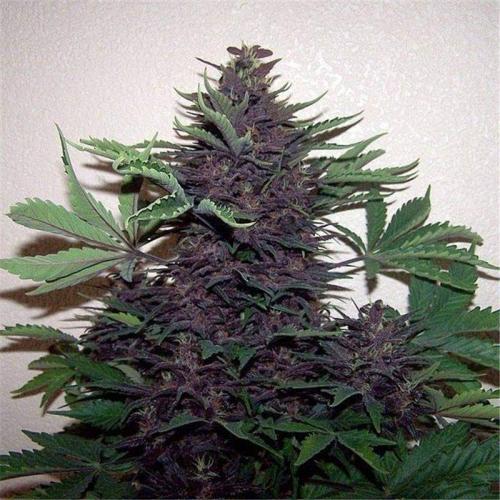 16:26:09 GMT-0800 (PST)