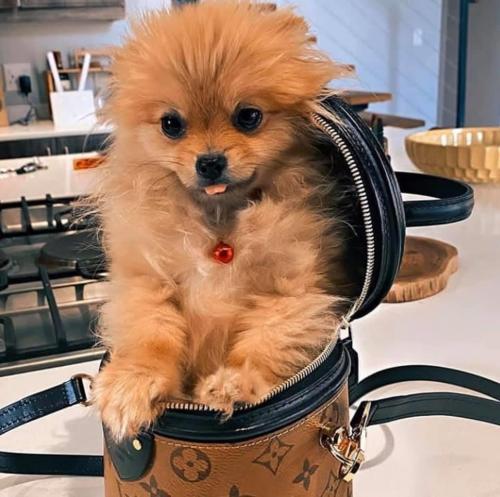 17:50:16 GMT+0100 (WAT).image