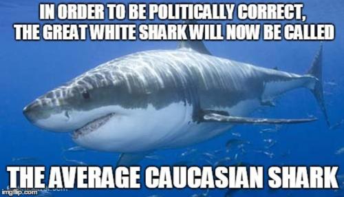 In-Order-To-Be-Politically-Correct-Funny-Shark-Meme-Image