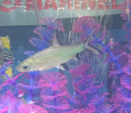 04:55:16 GMT-0600 (CST)