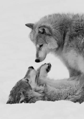 tumblr_21d1d2c88bd050af2978592e78153731_dca34d5e_400