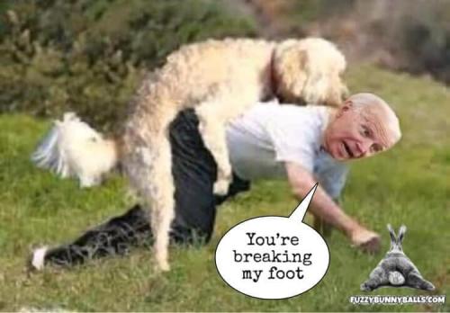 2020 biden dog foot breaking