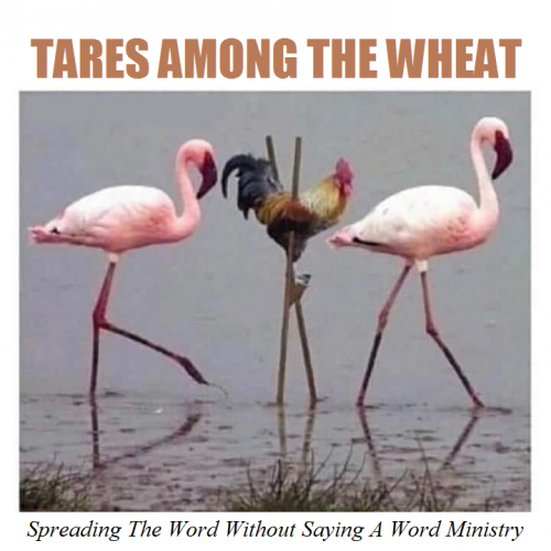 128430292_2708731062677068_6837636501711829358_n