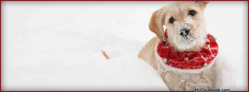 winter scene pup puppy dog fur baby facebook timeline cover banner