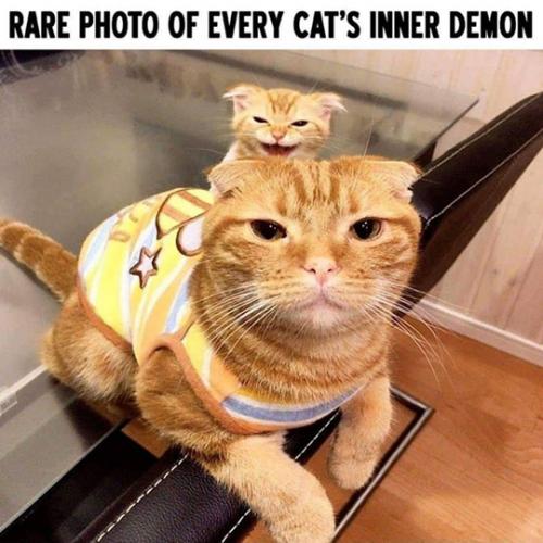 cat demon