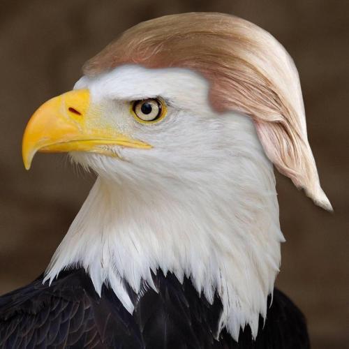 EagleTrump