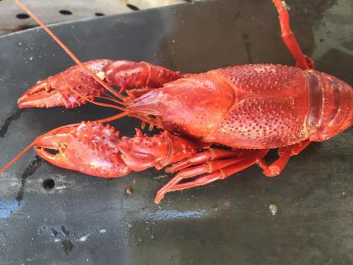 18:54:35 GMT-0600 (CST).image