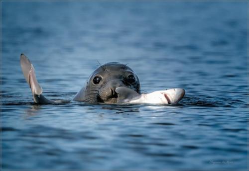 129015567_3316766591778553_1242462479035086100_n