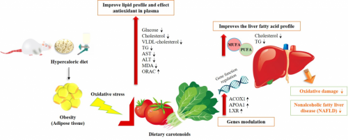 Fatty_Liver_Disease_Antioxidants