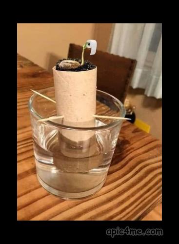 toilet_paper_tree
